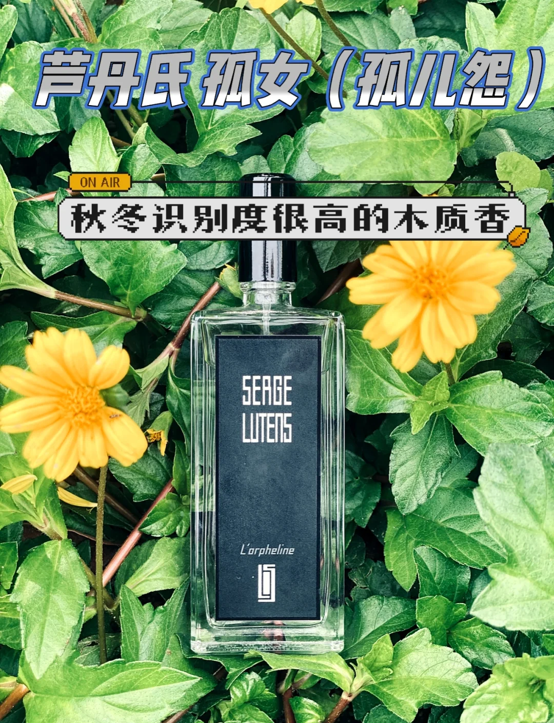 菲古拉菲古拉的神秘魅力-第2张图片