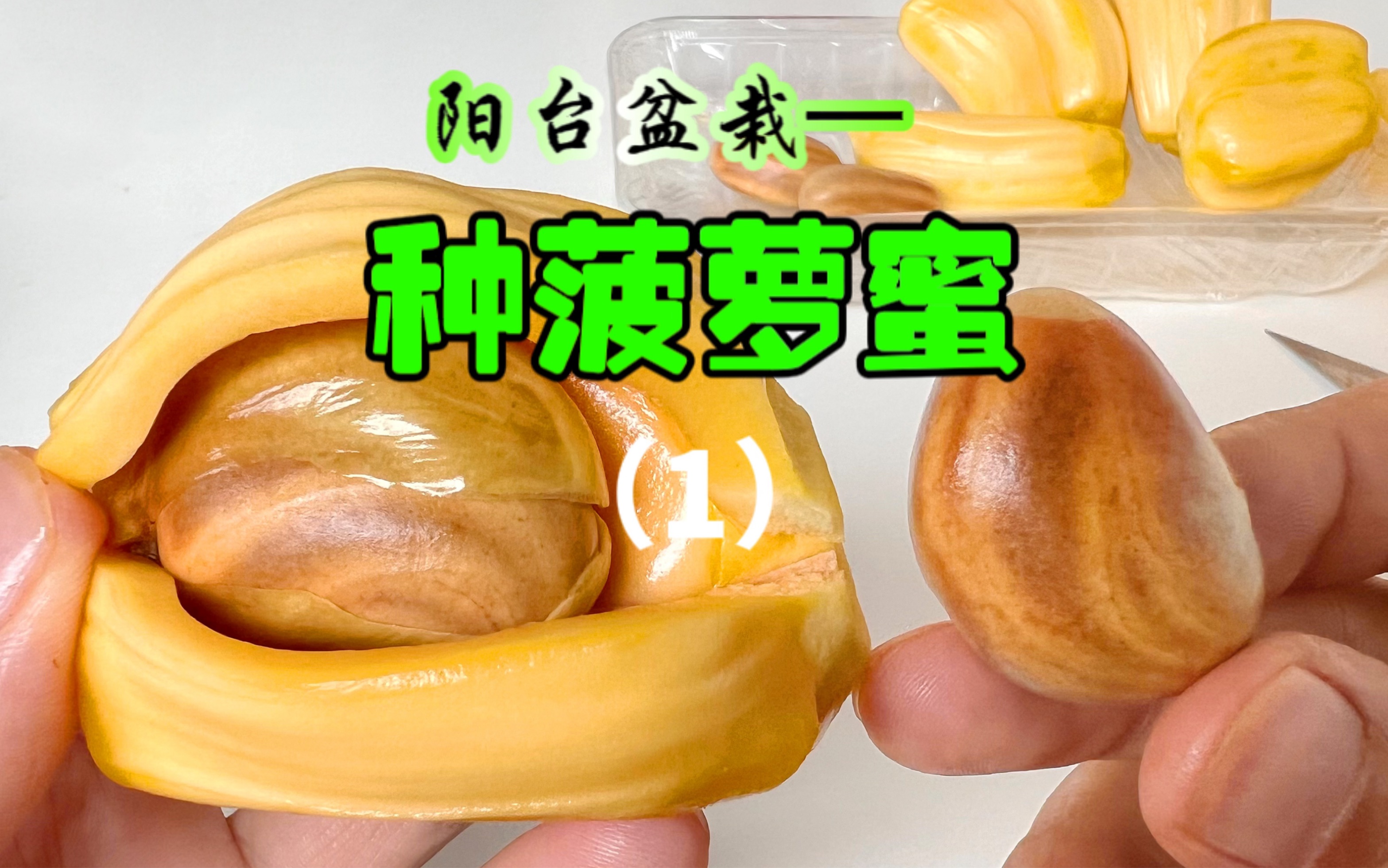 菠萝蜜视频app无限观看菠萝蜜视频app，无限观看的精彩世界-第1张图片