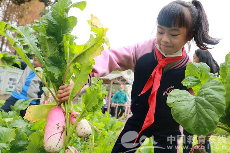 拔萝卜的乐趣与挑战，全程不盖被子拔萝卜的体验