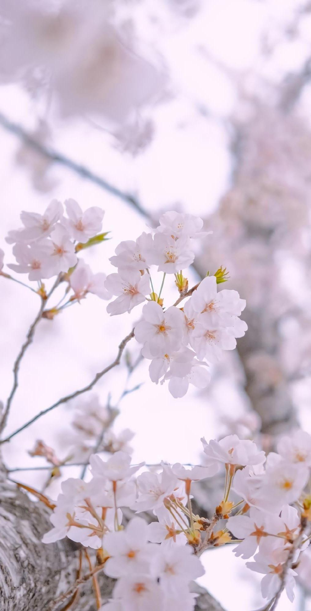 樱花影视.m3.u8在线观看樱花影视，m3与u8的魅力之旅-第2张图片