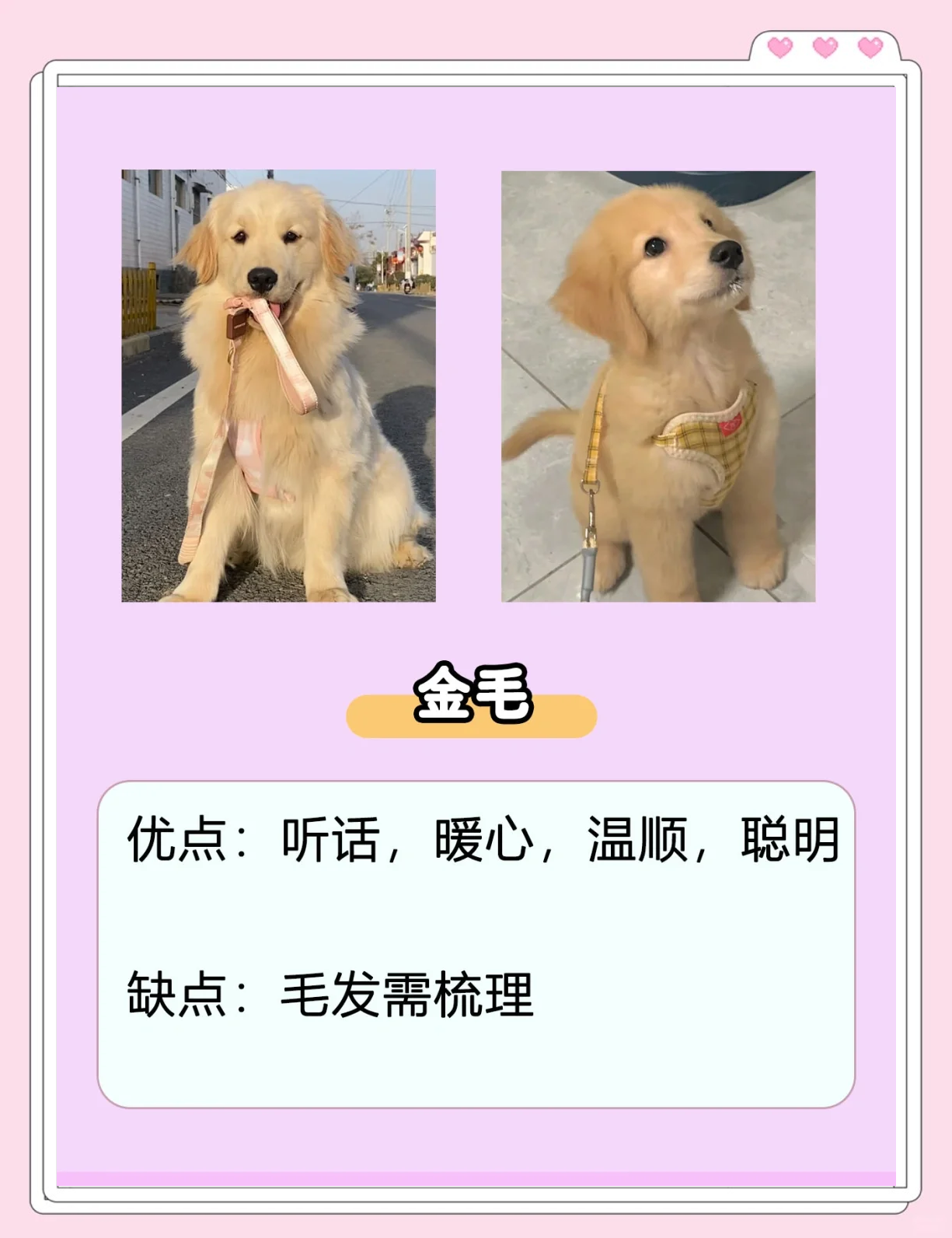 什么狗适合女人养晚上用适合女性夜晚陪伴的犬种选择-第1张图片