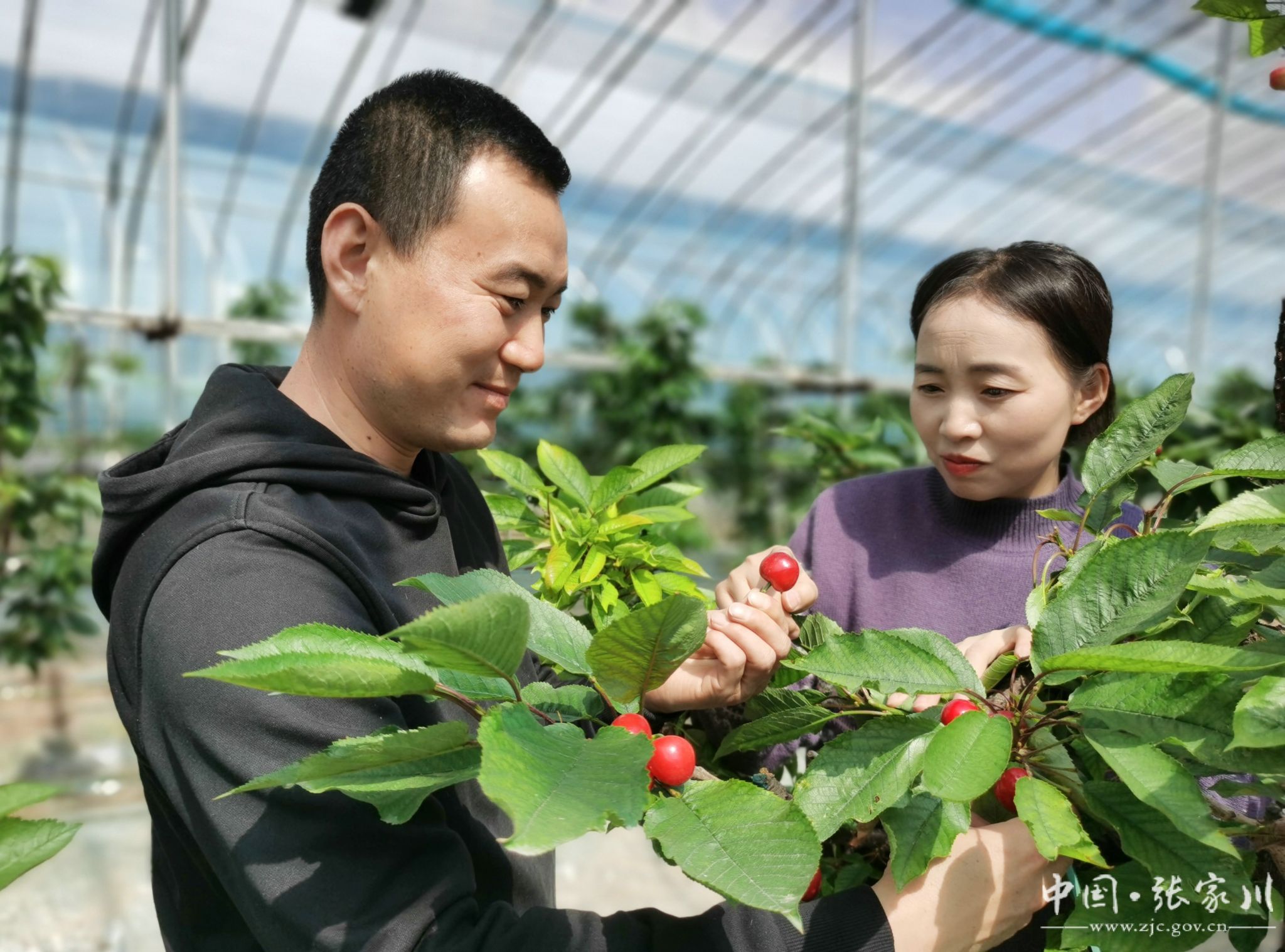 樱桃社交狼友社区，一个独特的社交平台-第2张图片