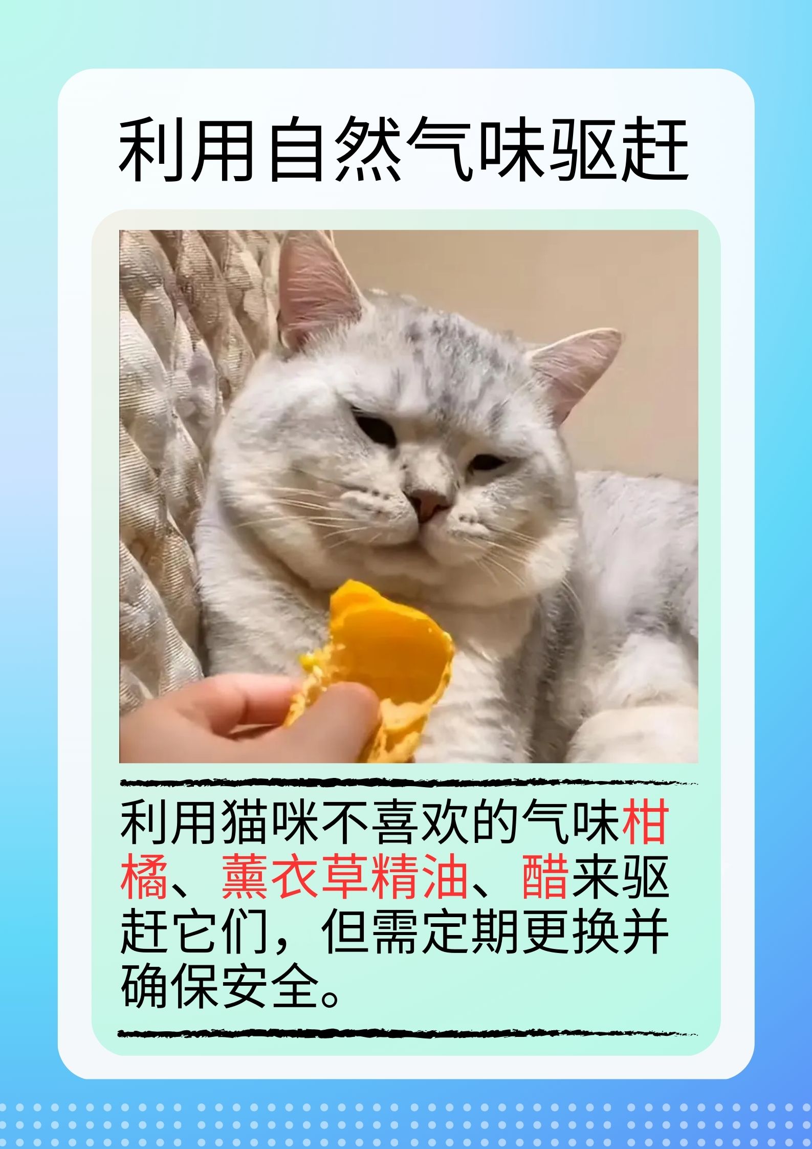 猫咪破解版下载的探索与解析-第2张图片