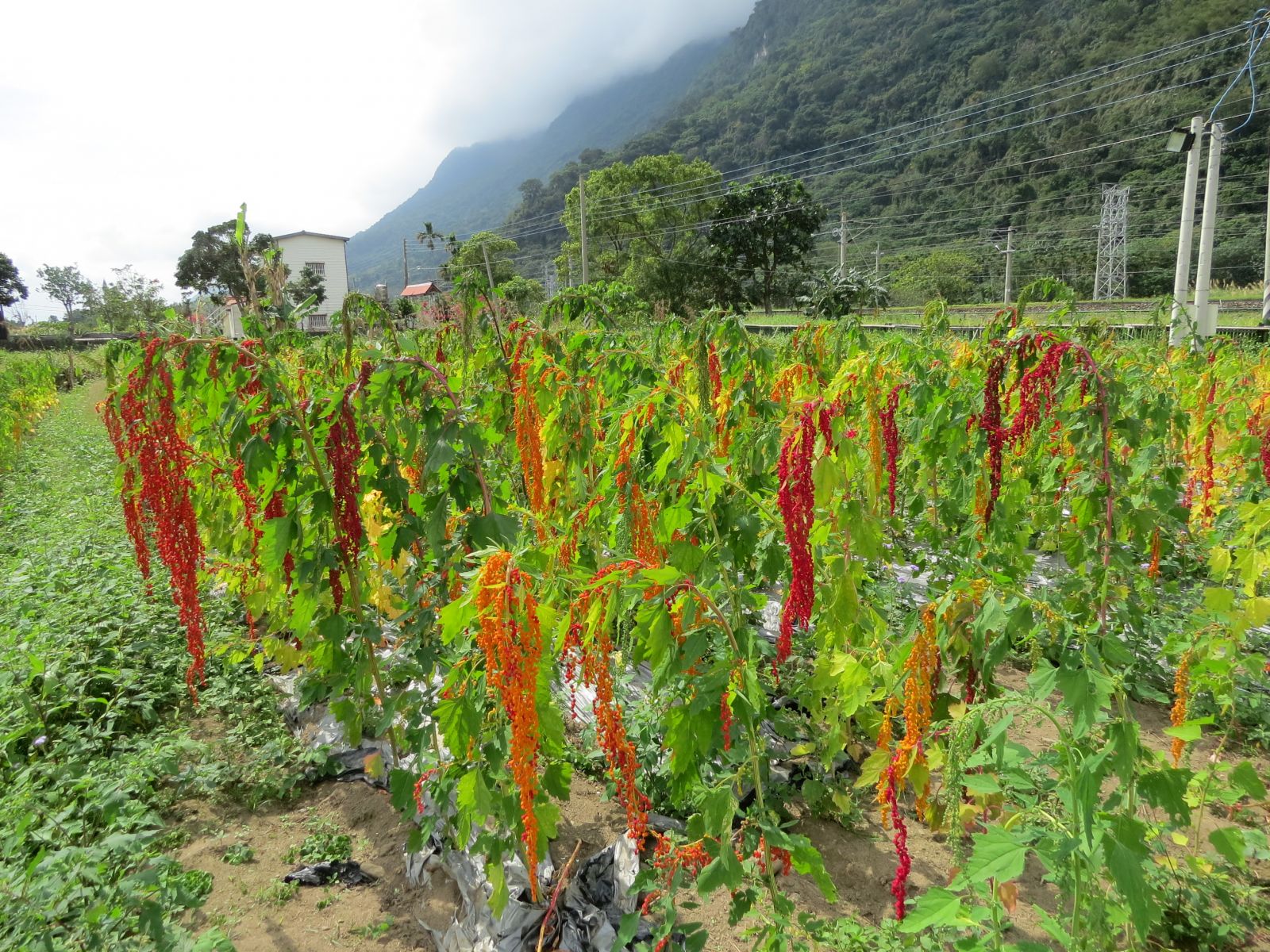 花季传媒3.0.3手机花季传媒3.0.3，引领数字媒体新时代的先锋