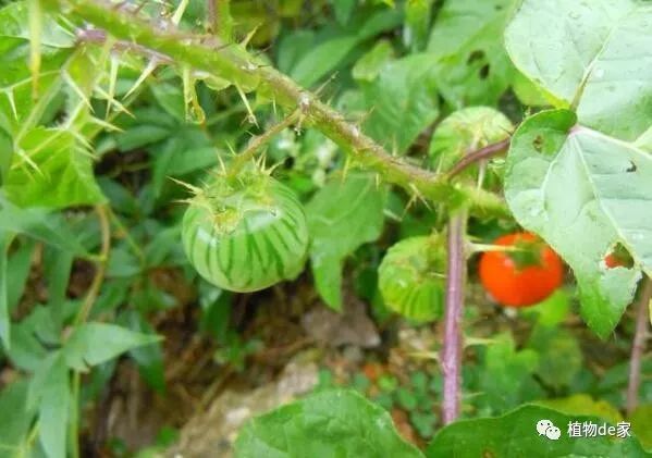 野草乱码一区四区之异同详解