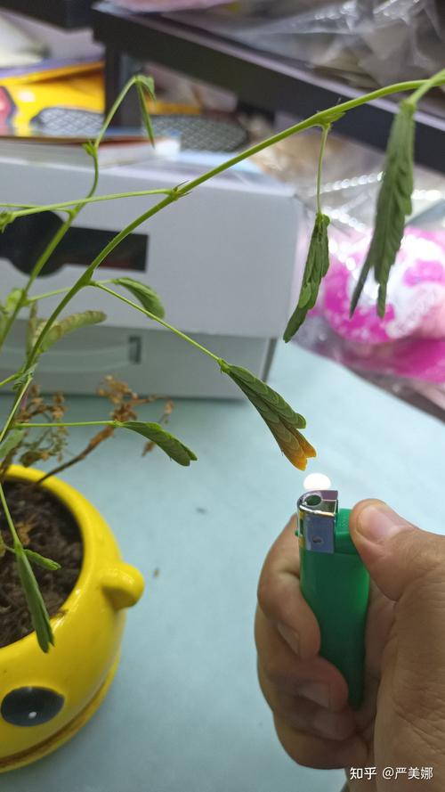 含羞草传媒下载应用_含羞草的传媒app_软件含羞草传媒