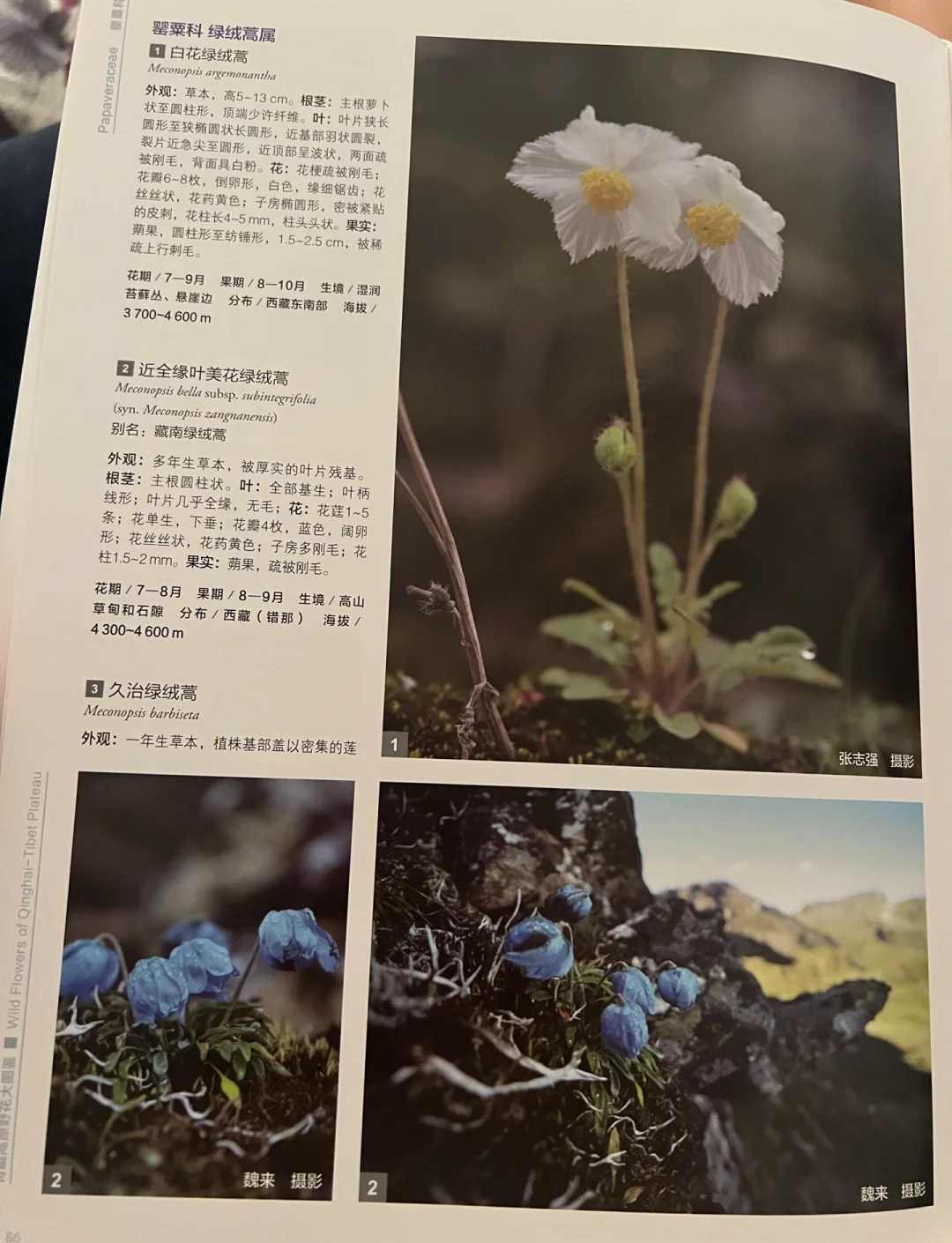 野花2019最新社区免费野花2019，社区免费资源分享与探索-第2张图片
