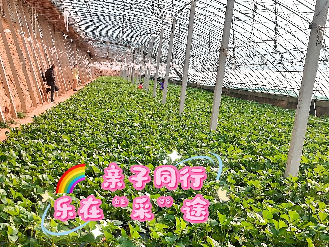 草莓视频在线无限看——探索无限可能的草莓世界-第2张图片