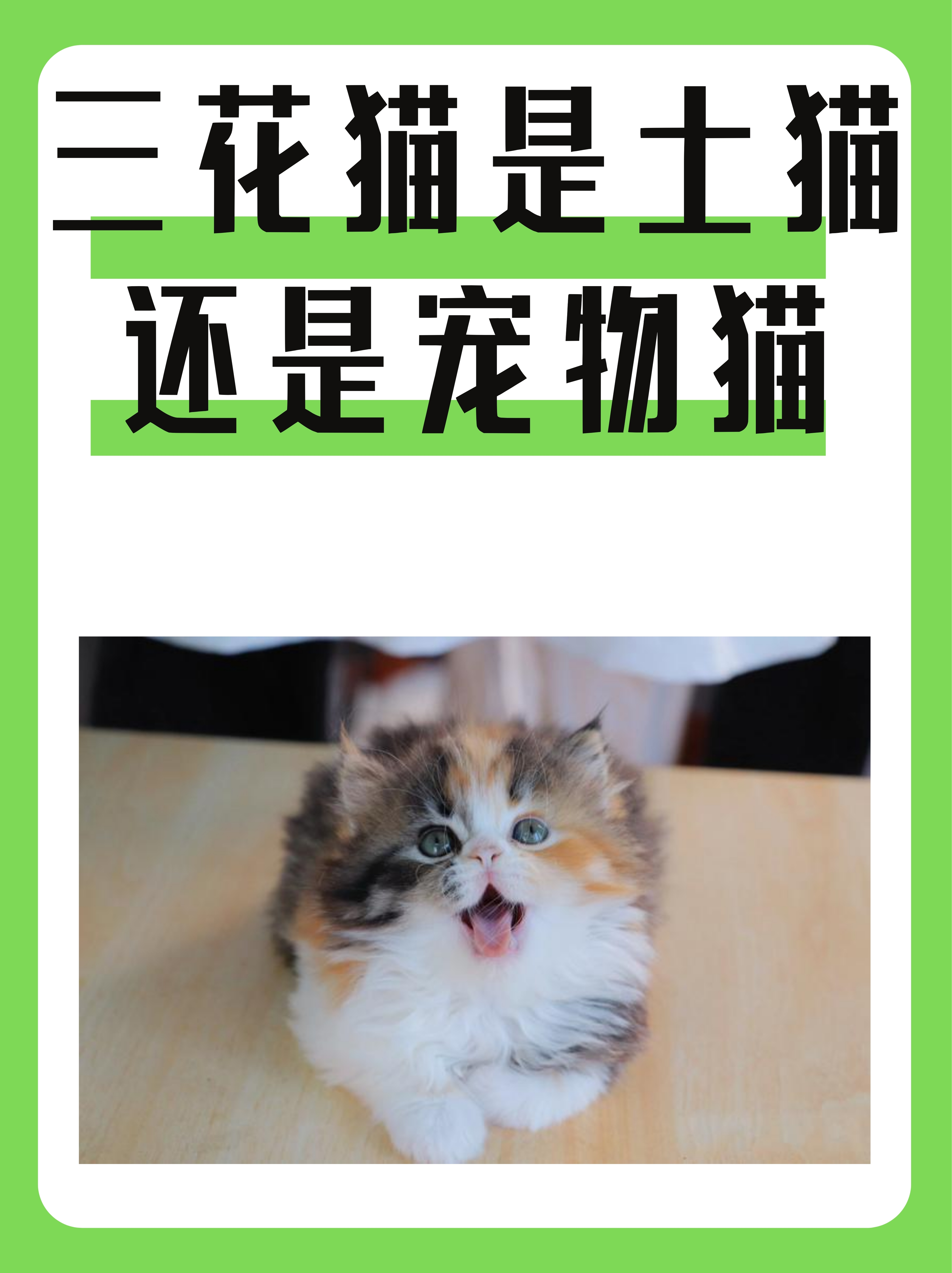 猫咪的魅力与奇妙世界-第3张图片