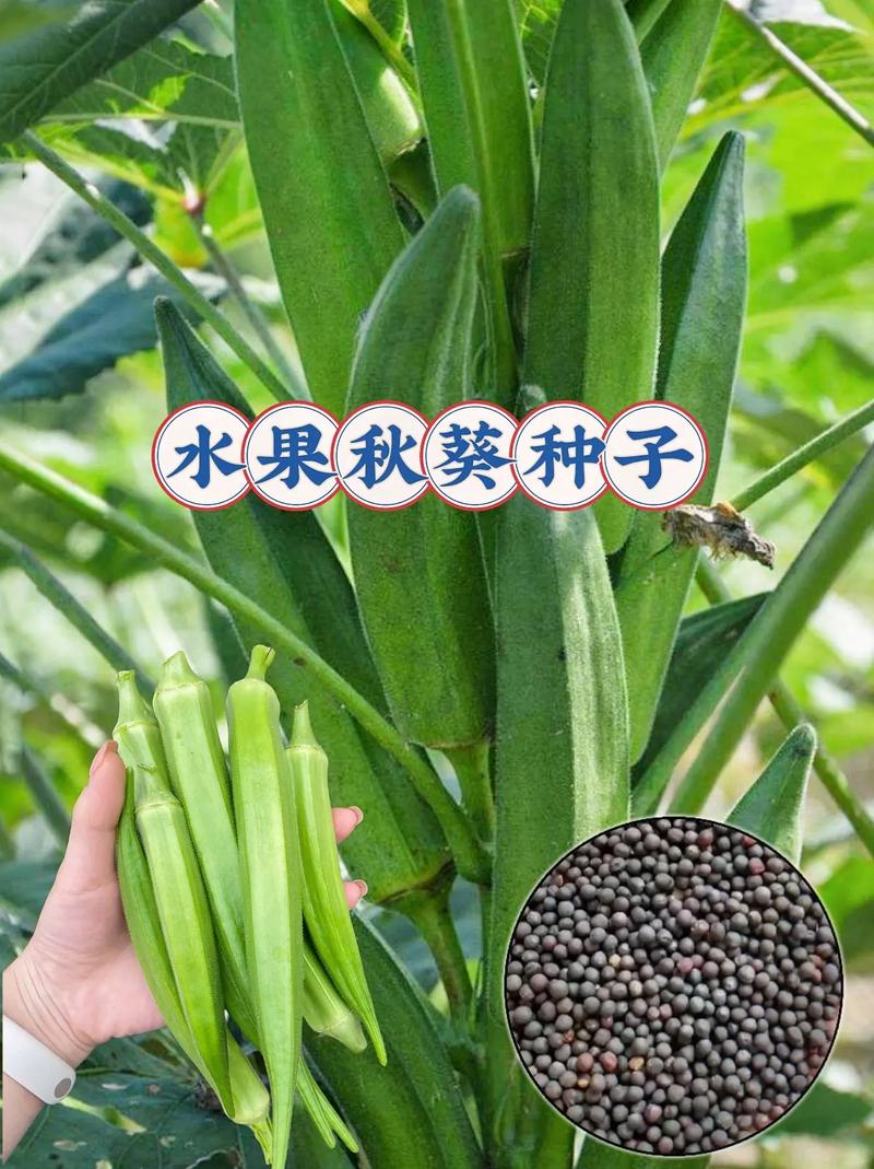 香草樱桃小蝌蚪榴莲内涵_樱桃秋葵香草小蝌蚪榴莲茄子_秋葵茄子香草榴莲污