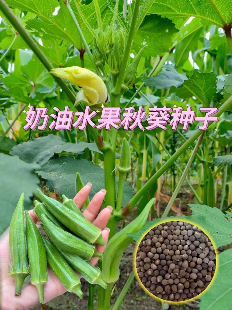 秋葵茄子香草榴莲污_香草樱桃小蝌蚪榴莲内涵_樱桃秋葵香草小蝌蚪榴莲茄子