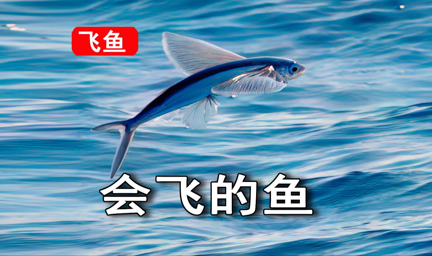 飞鱼娱乐项目飞鱼娱乐项目，海洋的魅力与陆地的激情