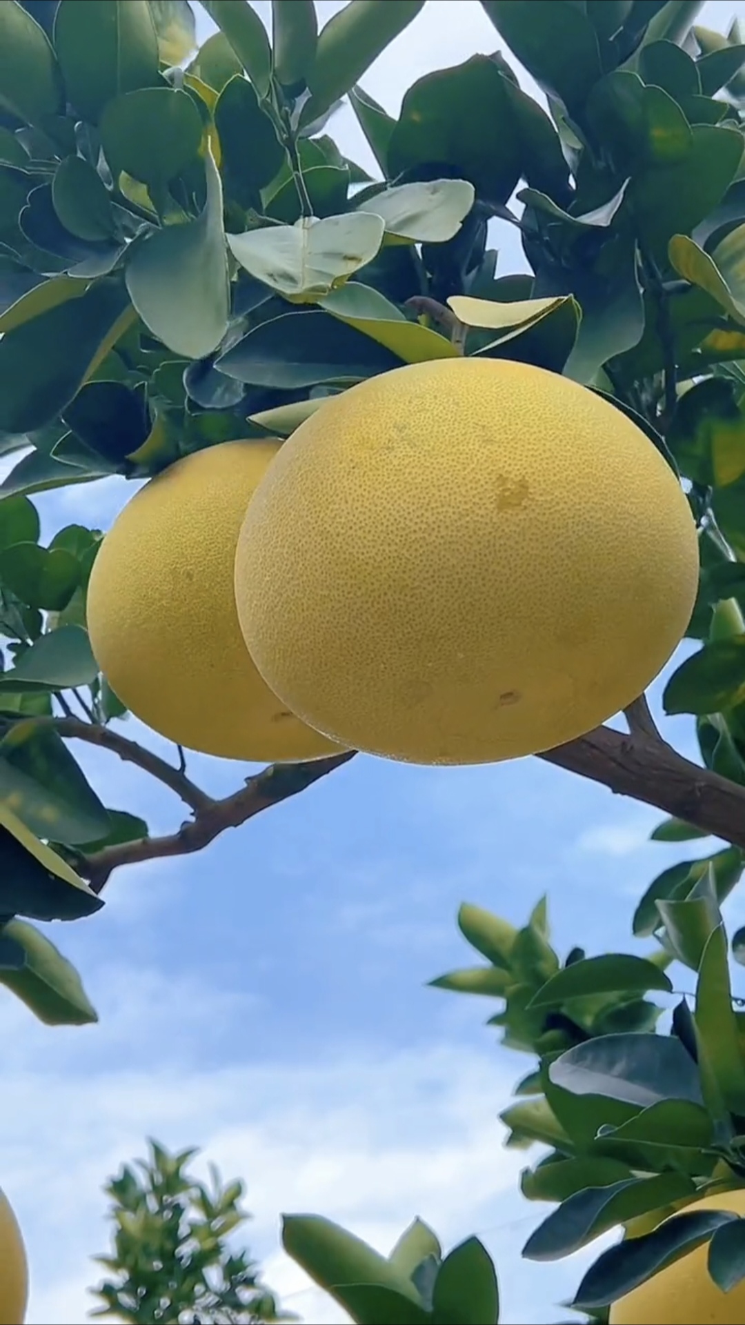 柚子视频黄软件app的真相揭秘-第2张图片