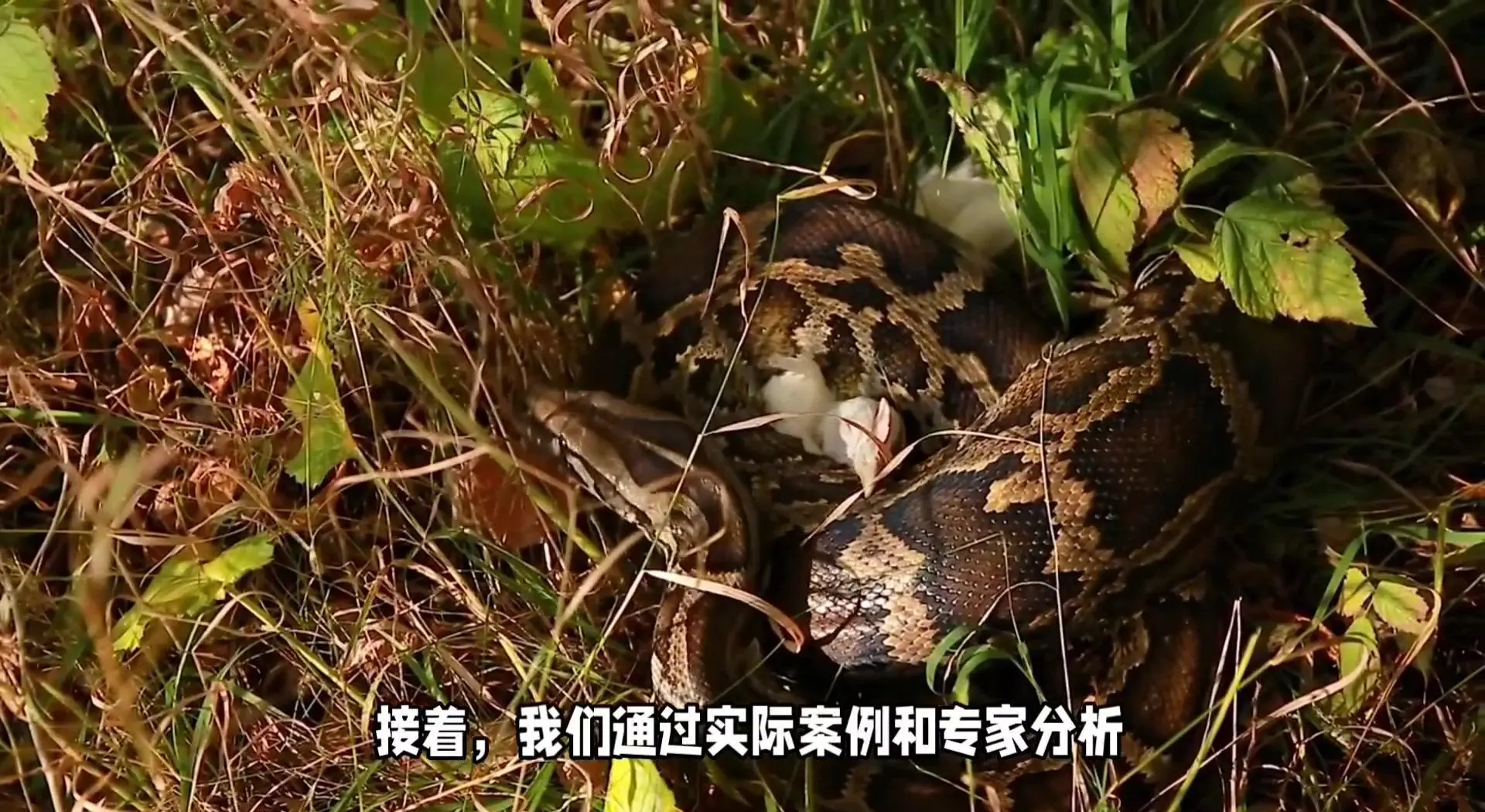 虎王邦加拉，丛林中的霸主-第1张图片