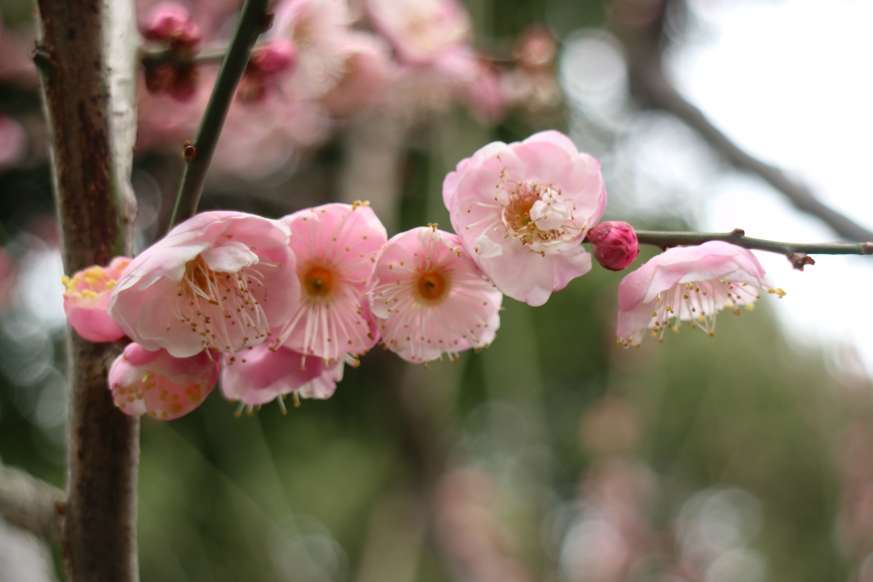春暖花开 论坛春暖花开论坛，共享春天的喜悦与智慧-第2张图片