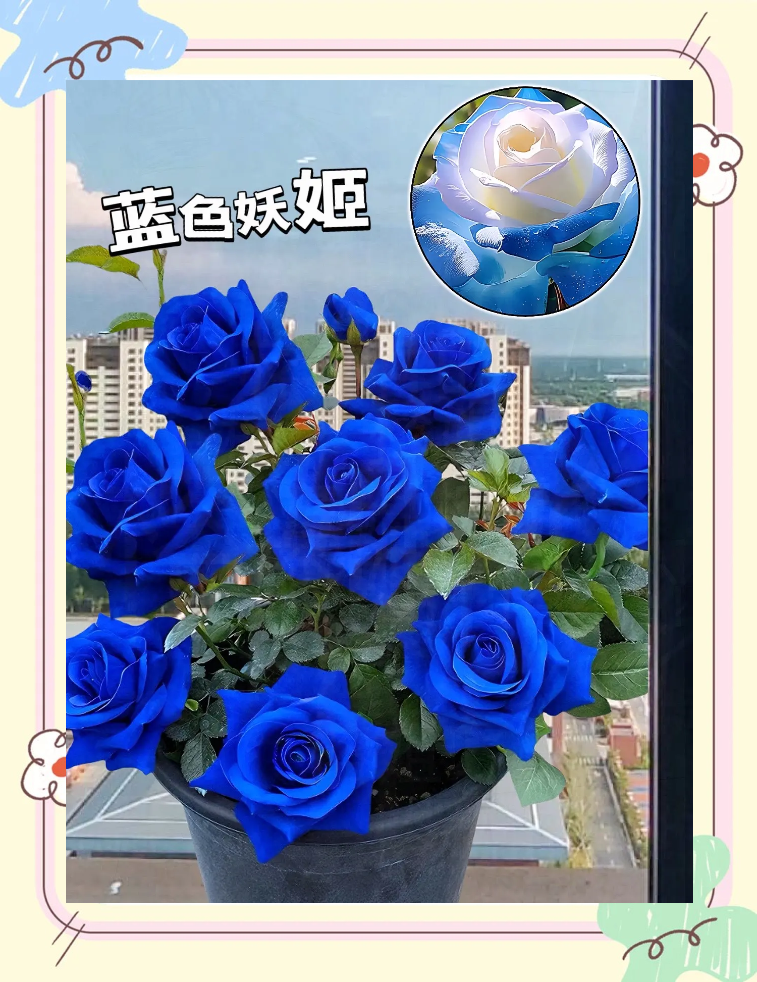 红色妖姬极品调教红色妖姬，神秘而独特的花卉传奇