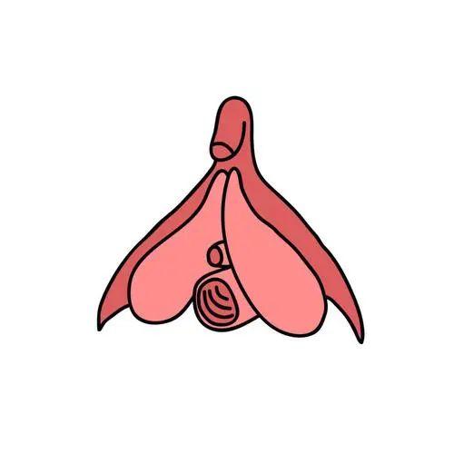 女阴沟图，神秘而迷人的女性生理结构