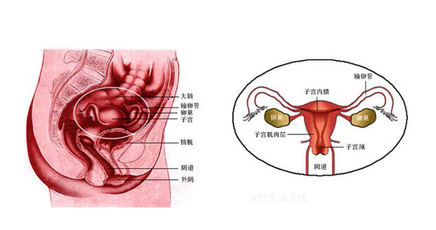 女阴沟图，神秘而迷人的女性生理结构-第2张图片