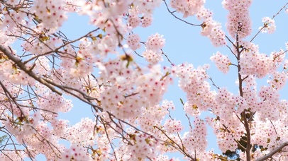 樱花直播2021最新版下载安装樱花直播2021最新版下载，探索全新直播体验