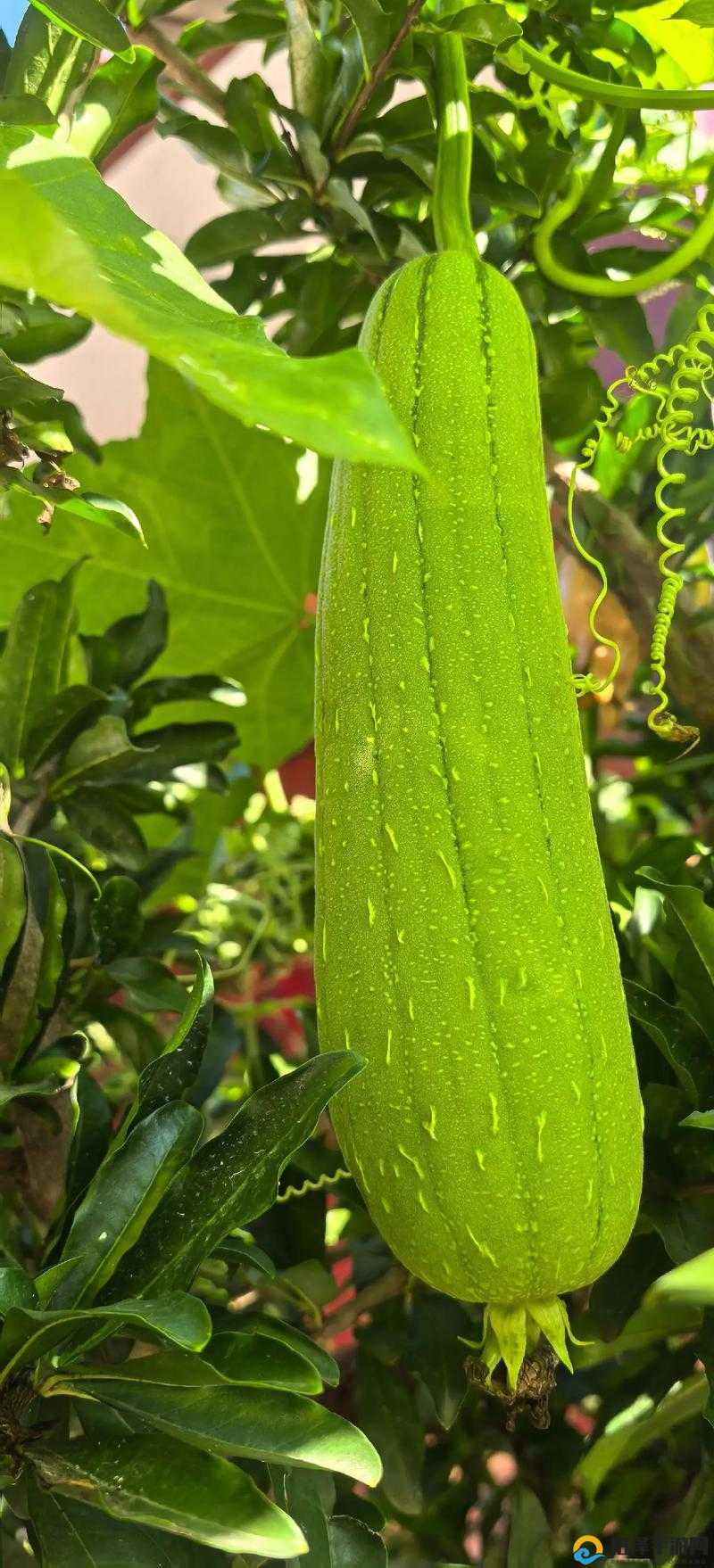 草莓丝瓜污视频app下载草莓丝瓜污视频app下载，了解真相，保护个人网络安全-第1张图片