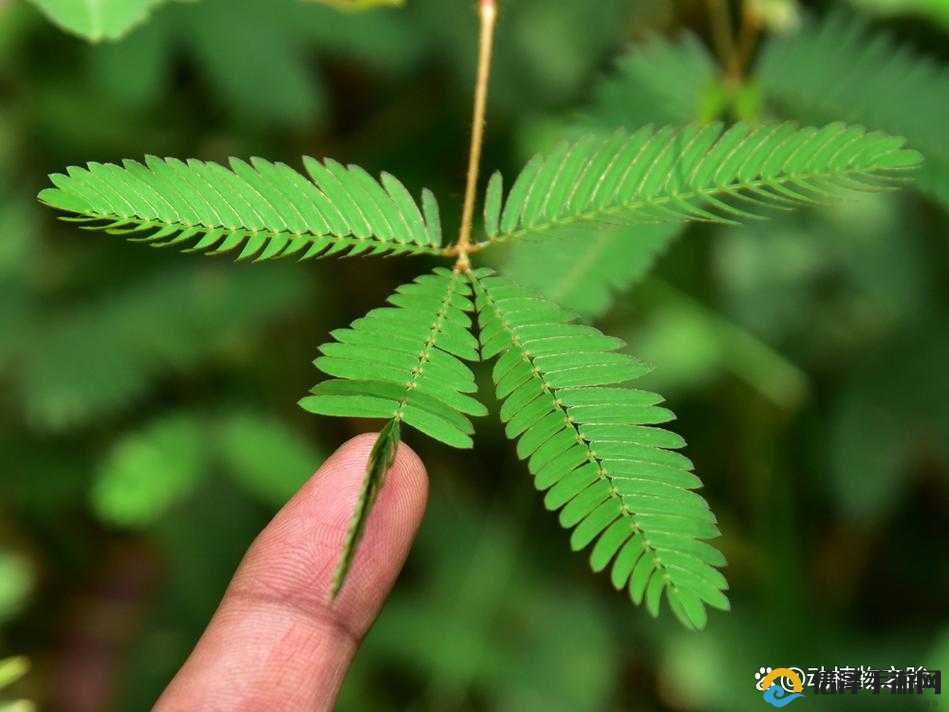 含羞草完整视频在线播放含羞草的秘密与在线视频探索之旅-第2张图片