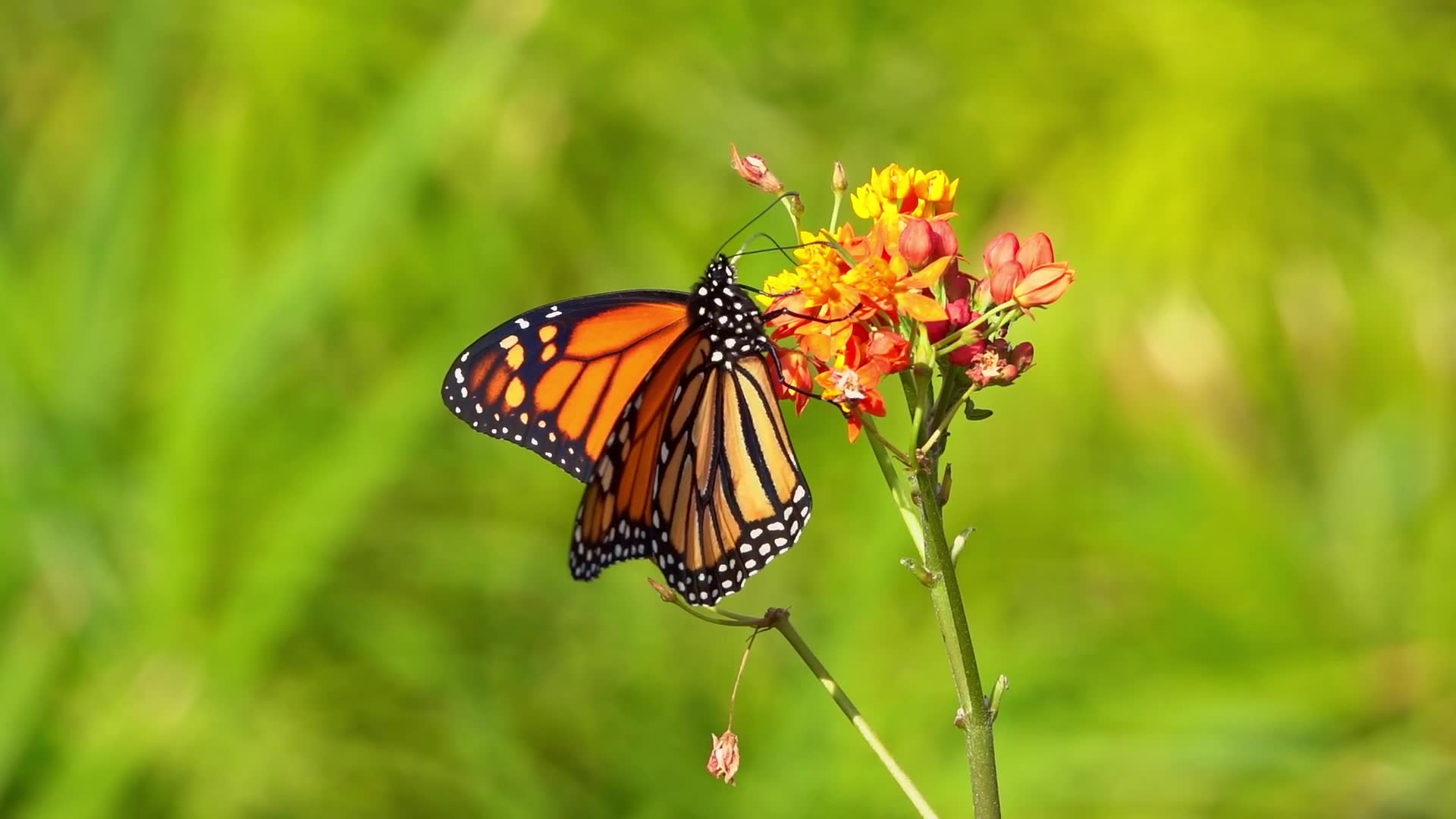 花蝴蝶WWW在线花蝴蝶的美丽之旅——在线探索与发现-第2张图片