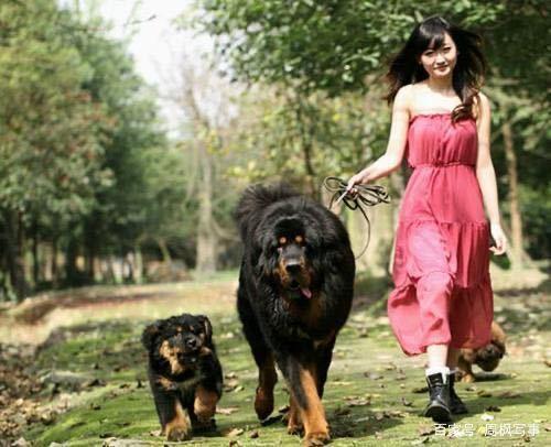 两只藏獒进入不干涩藏獒之秘——双犬共舞的独特体验