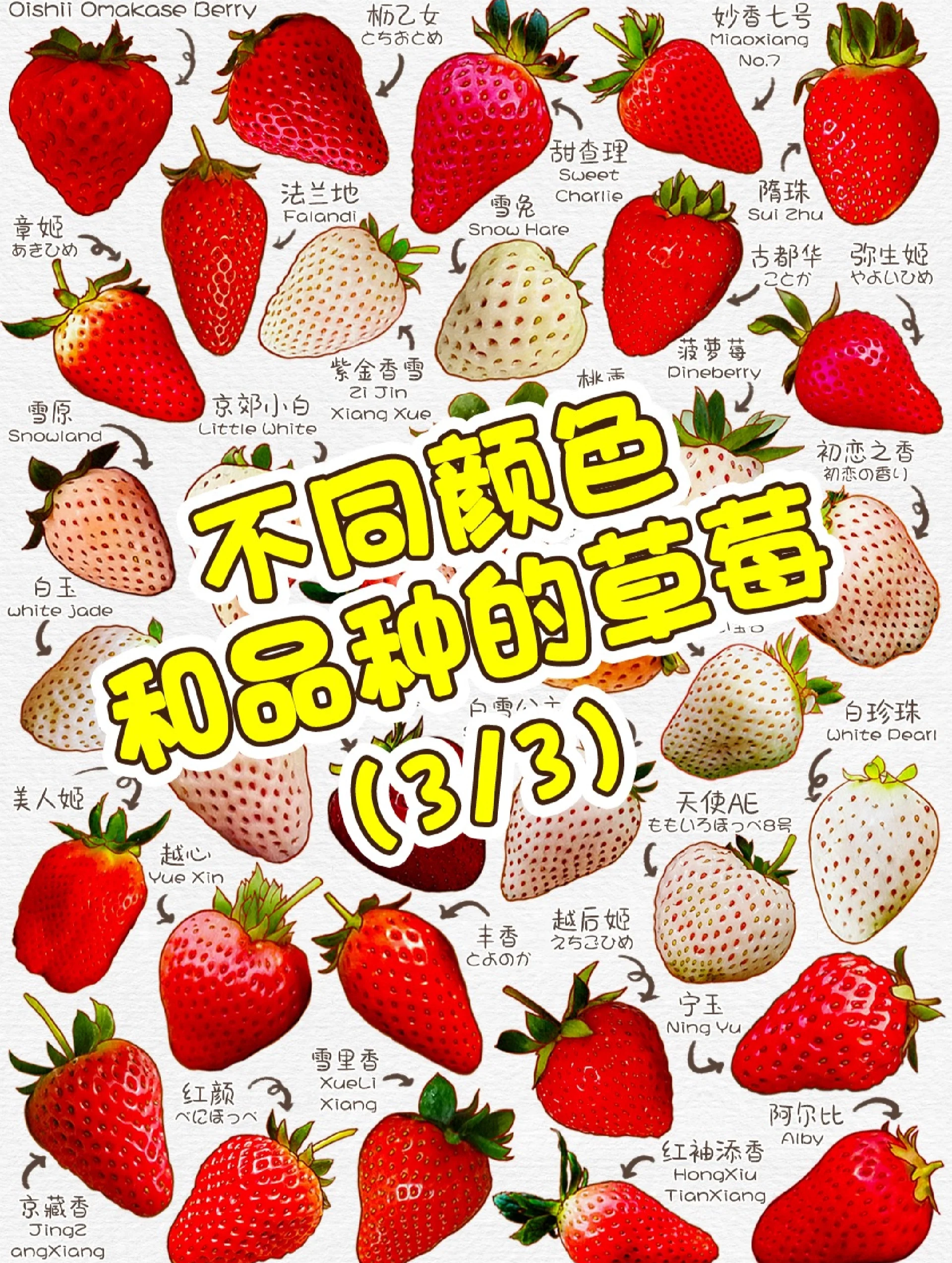 草莓app下载免费版大全草莓app下载免费版大全，探索最新、最全的免费应用世界-第1张图片