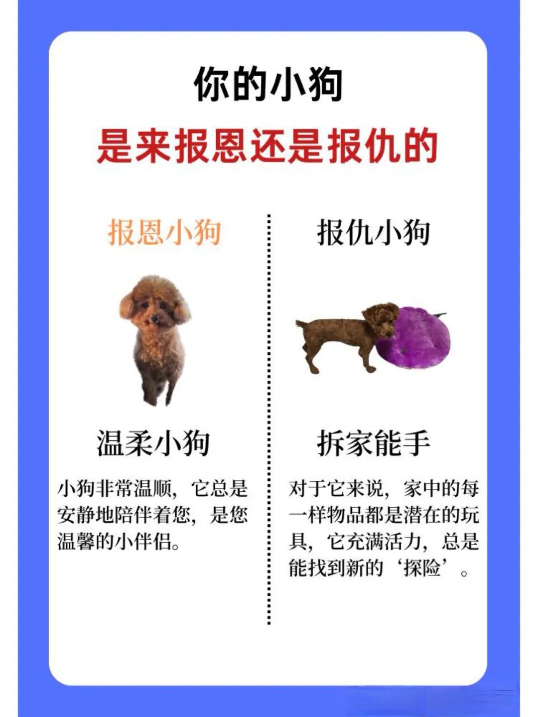 怎么顺利的让狗狗大战我如何顺利地与狗狗进行互动，而非让它们发生冲突