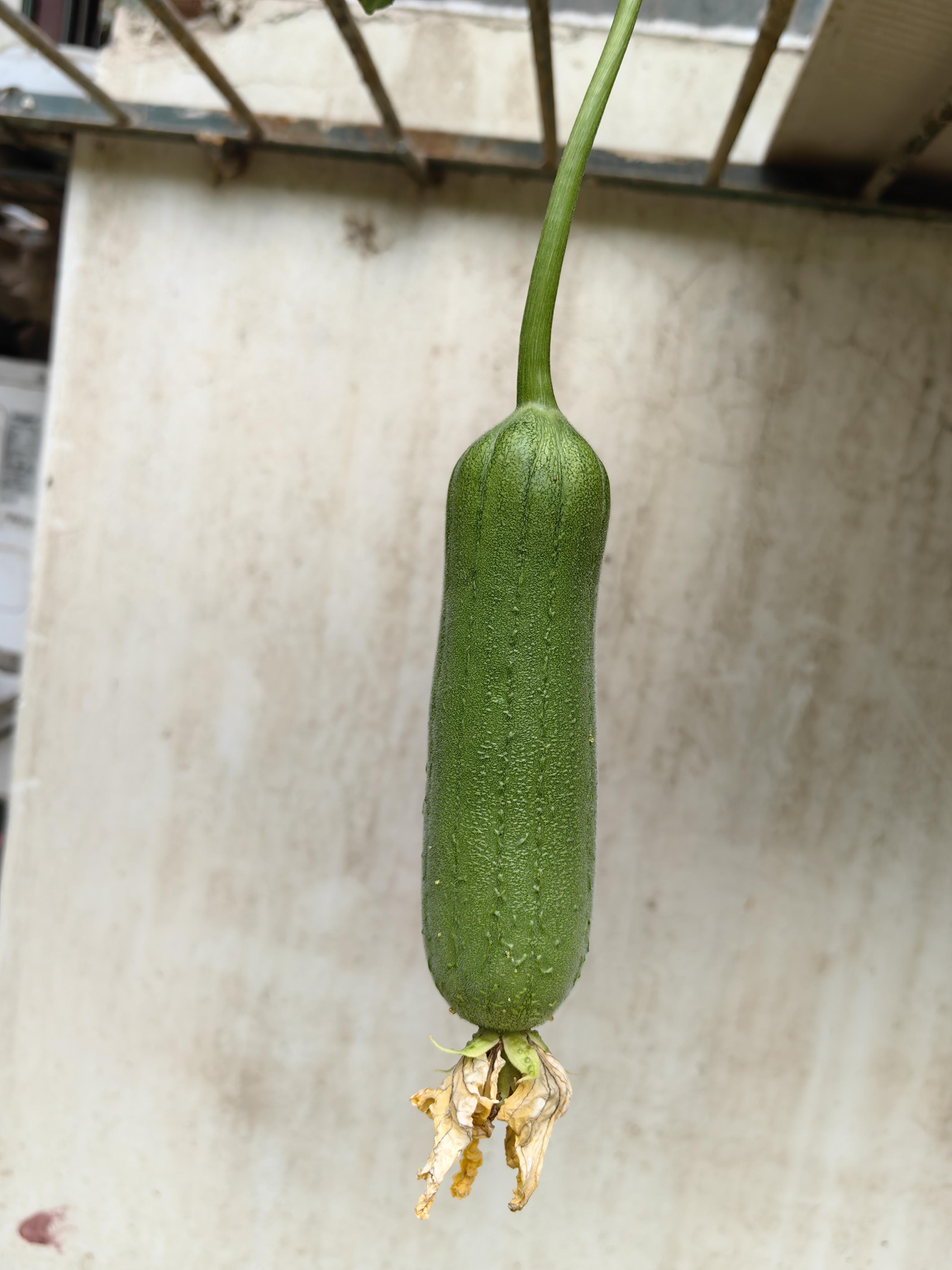 秋葵草莓丝瓜黄瓜榴莲大全污污秋葵草莓丝瓜黄瓜榴莲的奇妙世界——健康食材与美食探索-第3张图片