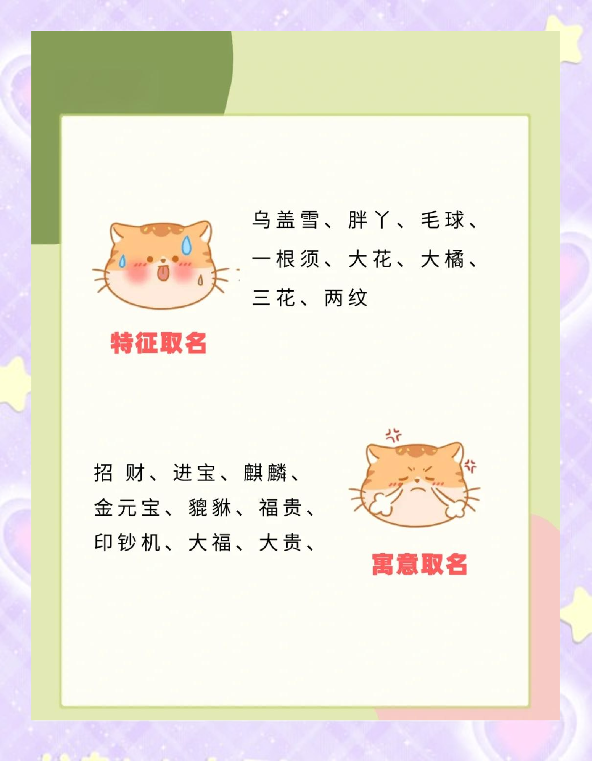 猫咪最新永久地域网名是什么猫咪的秘密世界，猫咪永久域名收藏地址-第3张图片
