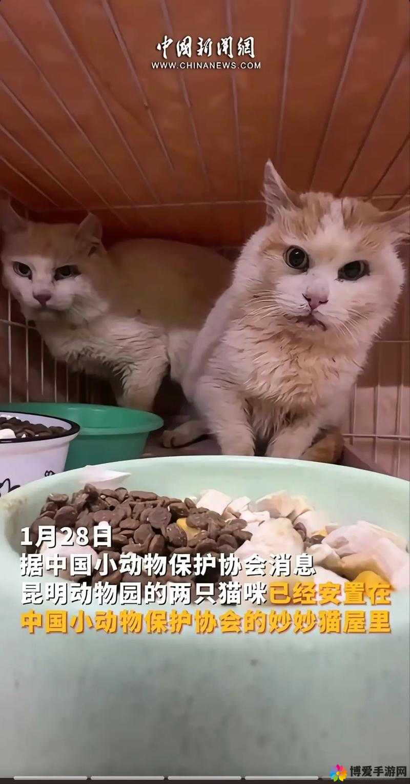 ZOOM狗动物高清ZOOM狗动物高清，探索动物世界的魅力-第1张图片