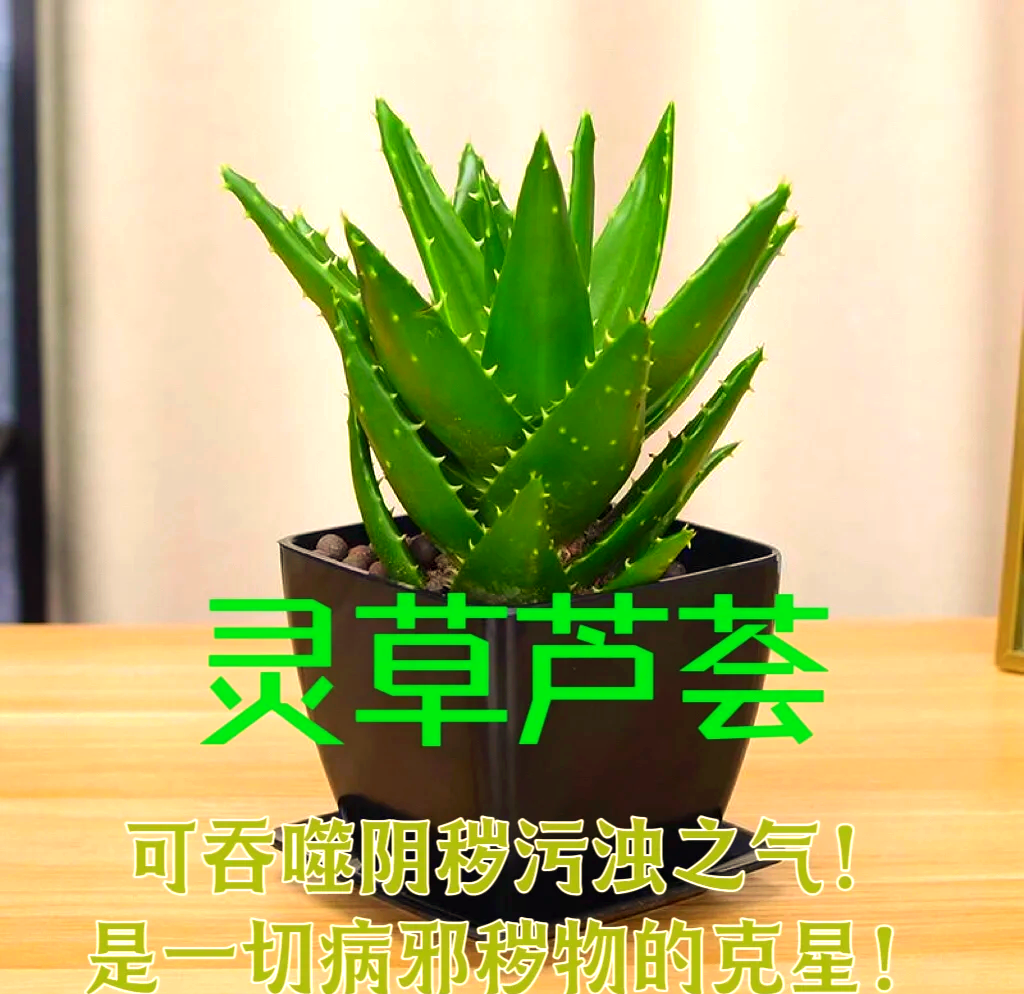 源生之能源生之能，探索生命力的无尽奥秘-第2张图片
