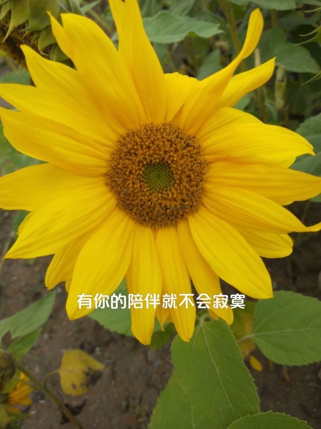 行吧有你春暖花开手机版有你，春暖花开，行吧！-第1张图片