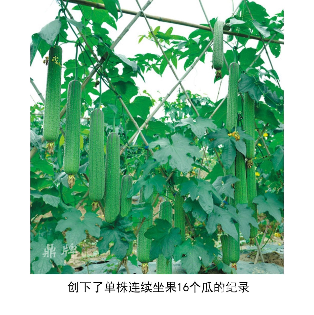 sg99.xy丝瓜视频探索sg99.xy丝瓜视频的魅力世界