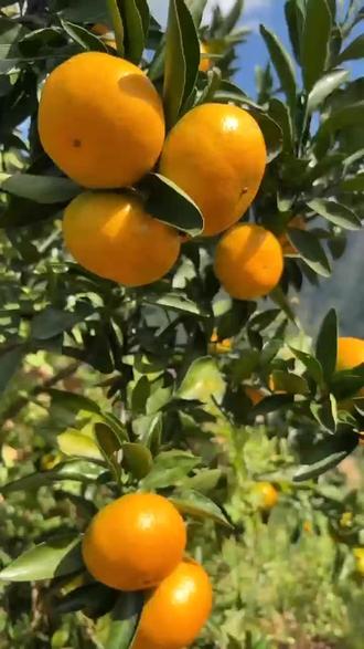 蜜橘直播app好不好蜜橘直播APP，引领直播新潮流-第1张图片