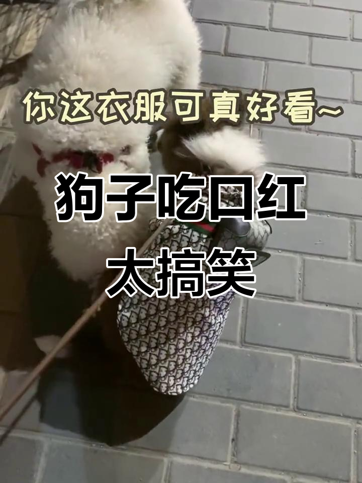 狗和人是怎么玩的 热闹狗与人的互动游戏，探索彼此间的情感纽带-第2张图片