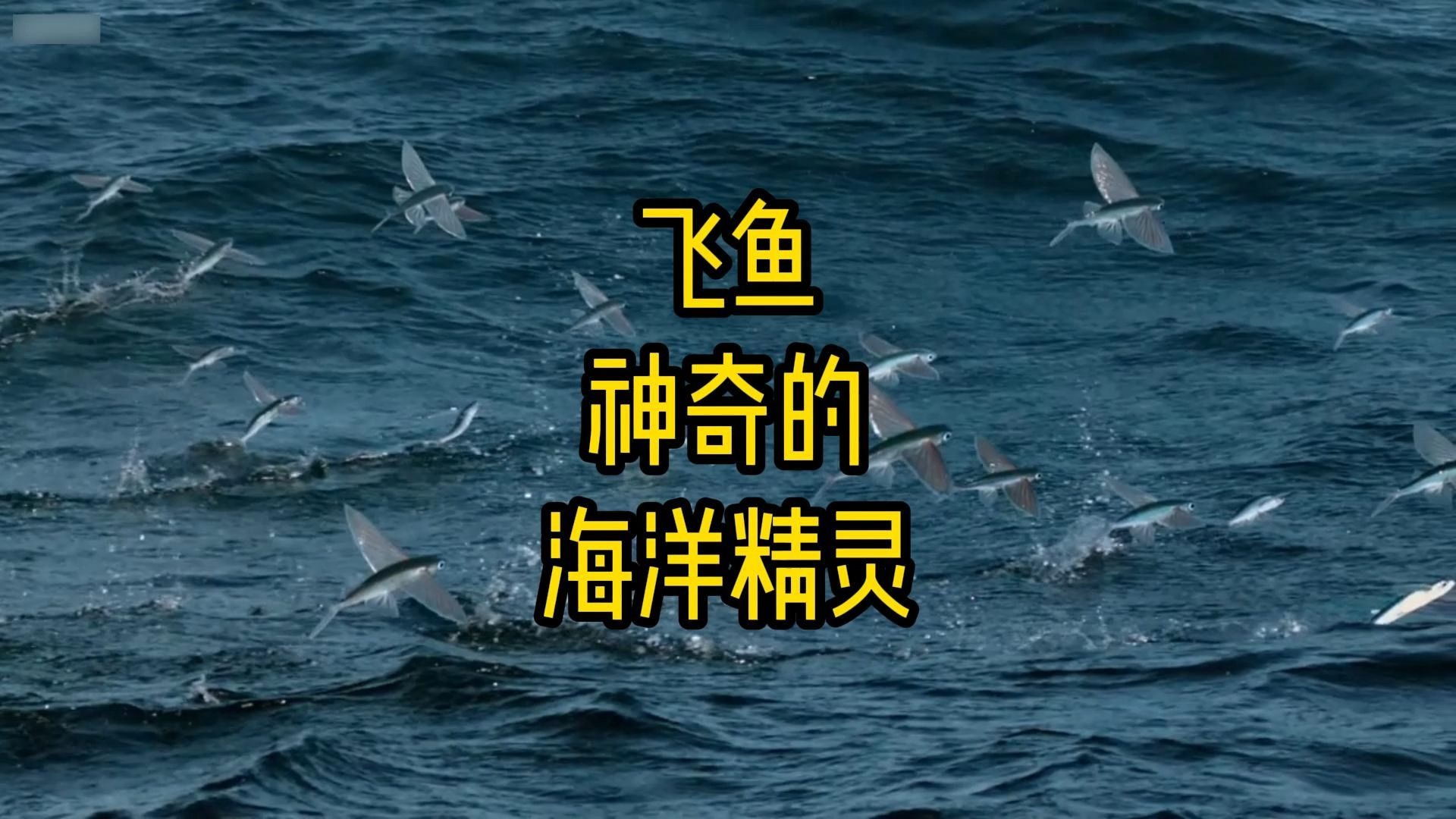 飞鱼项目，海洋的奇迹与科技的碰撞