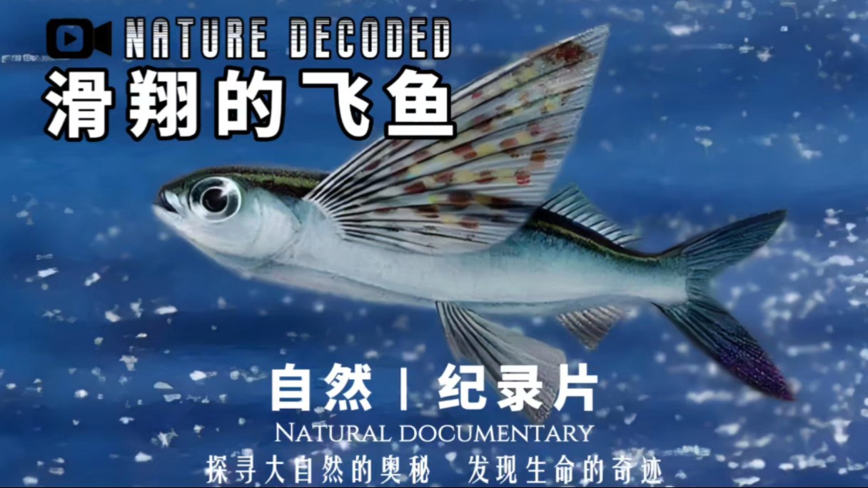 飞鱼项目，海洋的奇迹与科技的碰撞-第3张图片