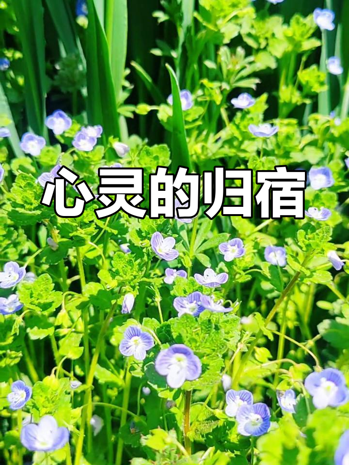 闲音空梦，心灵的宁静与遐想-第3张图片