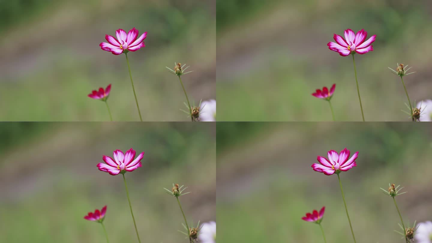 野花视频在线观看免费3完整版野花视频在线观看免费3完整版——探索自然之美与网络资源的奇妙结合-第1张图片