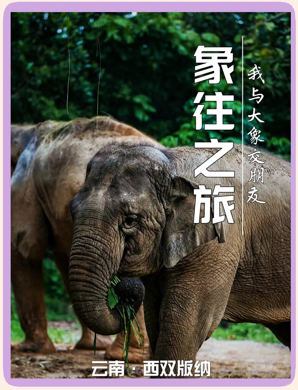 北迁象群回归栖息地北迁象群成功回归栖息地，生态保护与和谐共生的新篇章-第2张图片