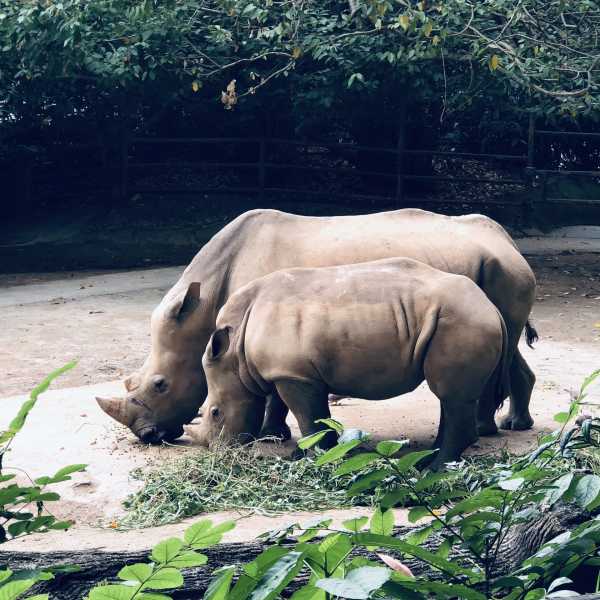 欧美人与Zoo，一段跨越文化的探索之旅-第1张图片