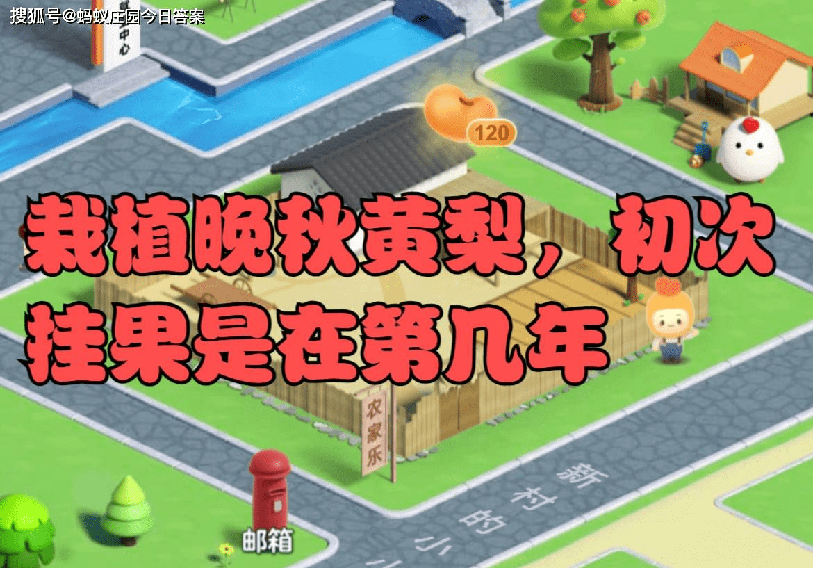 晚秋黄梨的初次挂果年数-第1张图片