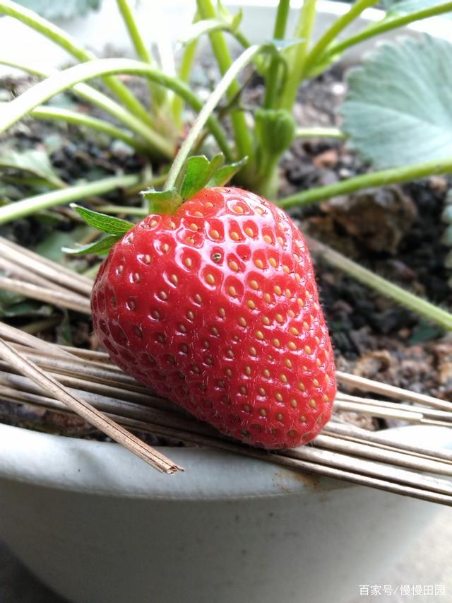 迈开腿尝尝你的小草莓——一种独特的情感表达