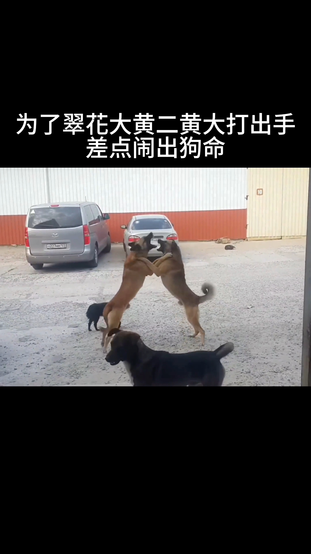 成年全黄大色大黄，探索与理解