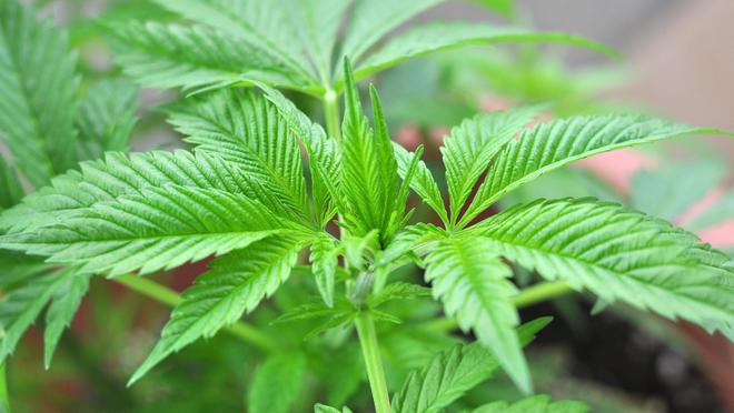 含羞草资源视频，探索自然界的奇妙奥秘-第2张图片