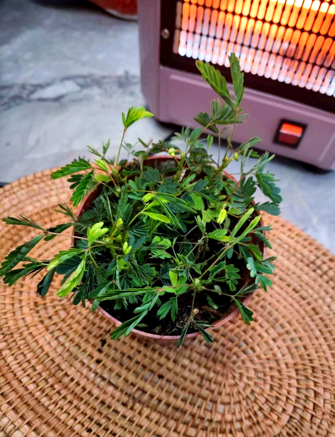 含羞草资源视频，探索自然界的奇妙奥秘