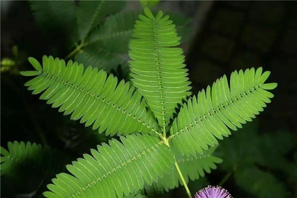 含羞草传媒实验所，在线观看的奇妙世界-第2张图片