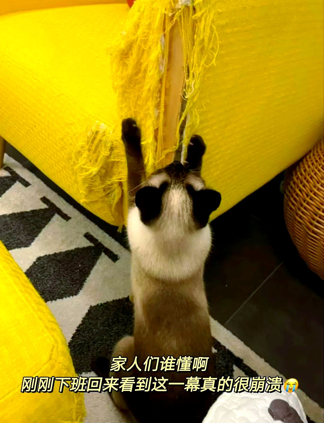 租房给养猫的人的注意事项租房新体验，租房送猫娘-第2张图片